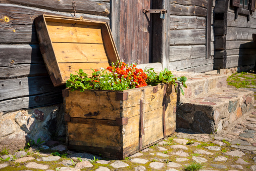 Flower in a large wooden trunk